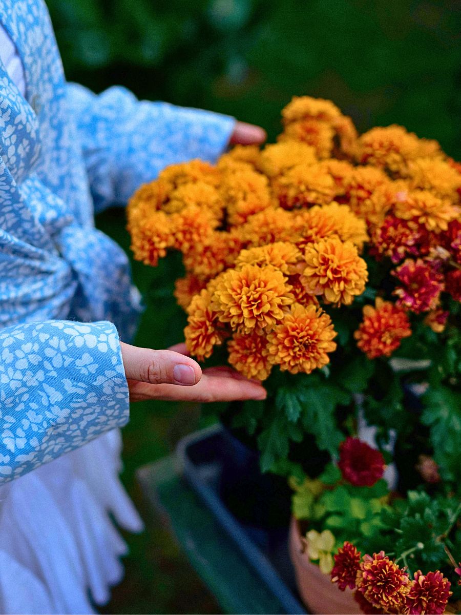 October Mums