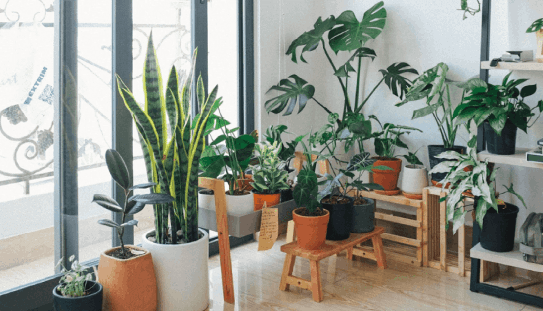 Green Thumb Collection