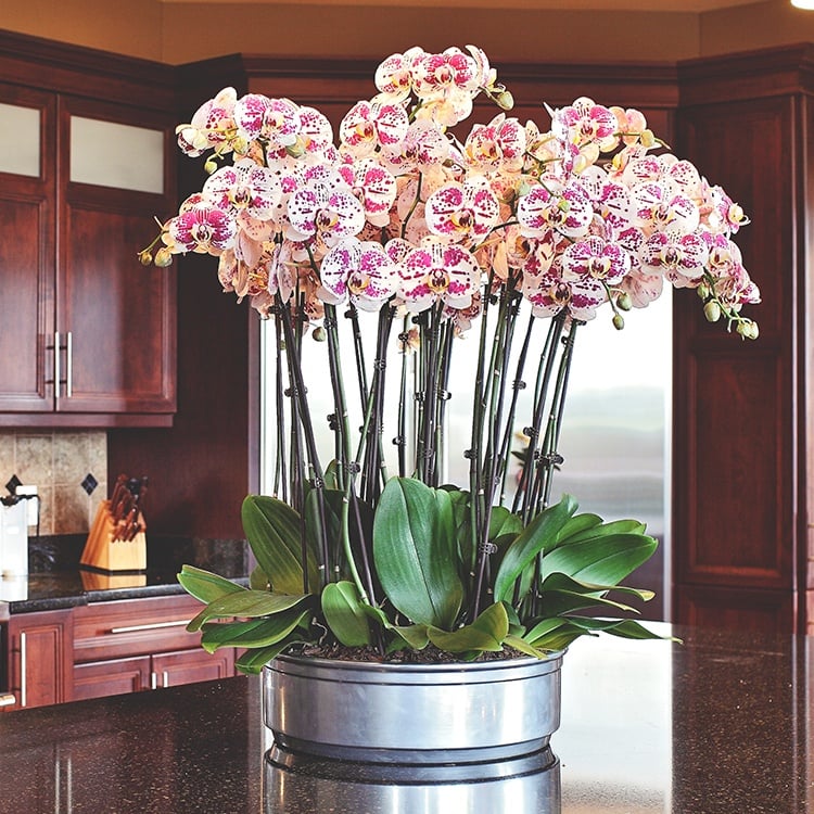 Spring Bulb Gift Basket